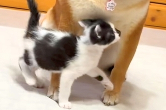 捨てられていた子猫が、犬を『お母さん』と勘違いした結果→思わず頬が緩む『尊い光景』が14万再生「困ってるけど優しいｗ」「お母さん顔」