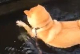 散歩中『水の中にあるなにか』を取ろうとする犬→必死に方法を考えて…思わず応援したくなる光景が66万再生「取りたいし、顔ぬらしたくないしw」