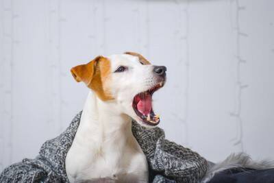 犬を『ハグしすぎる』と危険な理由4選　愛犬に与える悪影響や適切なスキンシップまで