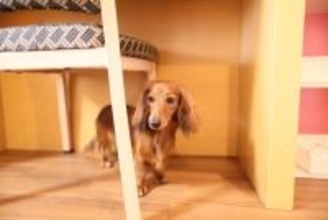 『神経質な犬』の共通点5選　主な特徴やデリケートなワンコへの適切な対応まで
