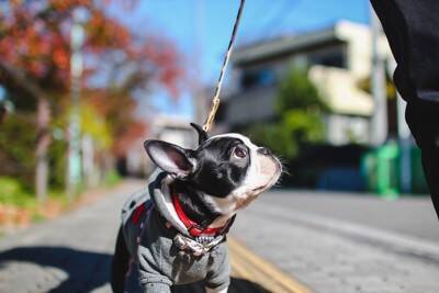 『神経質な犬』の共通点5選　主な特徴やデリケートなワンコへの適切な対応まで