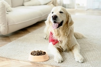 犬が『ご飯を食べてくれない』理由4つ　今すぐに病院へ行くべき状態とは？