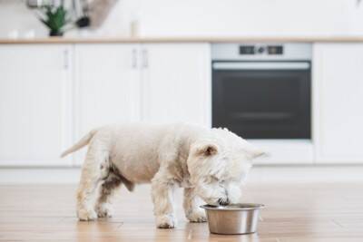 犬が『ご飯を食べてくれない』理由4つ　今すぐに病院へ行くべき状態とは？