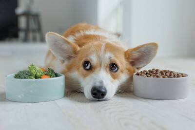 犬が『ご飯を食べてくれない』理由4つ　今すぐに病院へ行くべき状態とは？