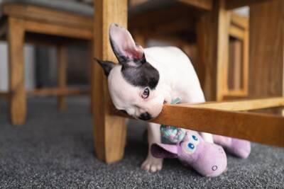 子犬がやりがちな『危険行動』4つ　事故を未然に防ぐために今すぐ確認すべきことまで