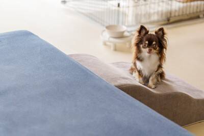子犬がやりがちな『危険行動』4つ　事故を未然に防ぐために今すぐ確認すべきことまで