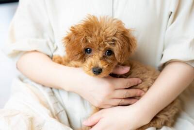 子犬がやりがちな『危険行動』4つ　事故を未然に防ぐために今すぐ確認すべきことまで