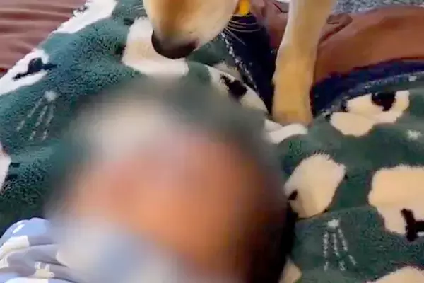 生後2ヶ月の赤ちゃん→なぜか犬が『おもちゃ』を持ち、そーっと近づいて…尊すぎる『まさかの行動』に2万いいね「優しい」「早く遊びたいね」