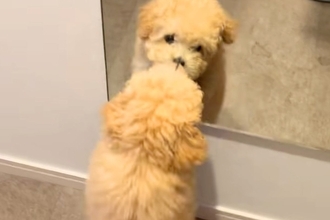 生まれて初めて『鏡』を見た赤ちゃん犬→『自分じゃないワンコだ』と勘違いして…犬生1週目すぎる光景が8万再生「一生懸命で可愛い」「尊すぎ」