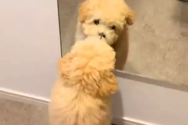 生まれて初めて『鏡』を見た赤ちゃん犬→『自分じゃないワンコだ』と勘違いして…犬生1週目すぎる光景が8万再生「一生懸命で可愛い」「尊すぎ」