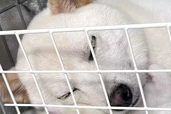 気持ちよさそうに眠っている犬→よく見てみたら、頭の下に…想定外だった『尊すぎる光景』に1万いいね「幸せな寝顔そっくり」「まさかの仰向けｗ」