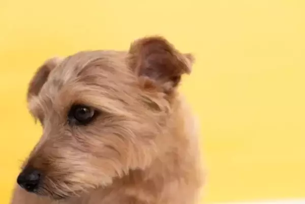 犬が『叱られた』ときにする行動5選　反省しているの？問題行為に対するしつけの注意点まで