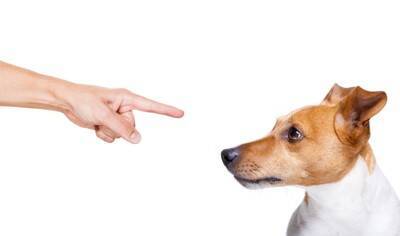 犬が『叱られた』ときにする行動5選　反省しているの？問題行為に対するしつけの注意点まで
