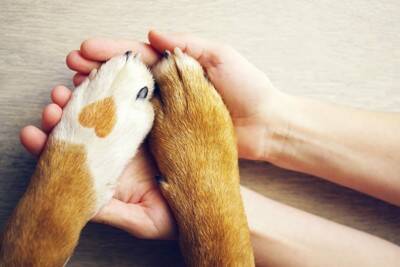 犬が『叱られた』ときにする行動5選　反省しているの？問題行為に対するしつけの注意点まで