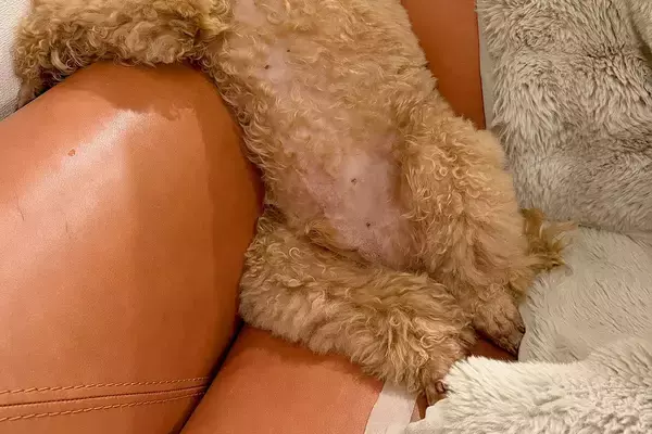 『雨で散歩に行けない』と犬に伝えた結果→ショックを受け過ぎてしまい…思った以上の『落ち込み方』に反響「どうなってるのｗ」「頭どこ？ｗ」