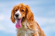 犬の『呼吸がおかしい』考えられる病気6選　危険な状態かどうかを判断する方法とは？