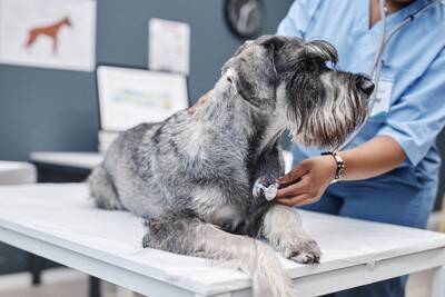 犬の『呼吸がおかしい』考えられる病気6選　危険な状態かどうかを判断する方法とは？