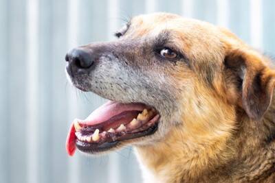 犬の『呼吸がおかしい』考えられる病気6選　危険な状態かどうかを判断する方法とは？