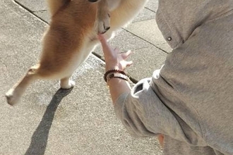 妹が家に遊びに来た結果→犬が大喜びして…「ヤホォォイって聞こえてくるｗ」「可愛いダンス」変なポーズで熱烈歓迎をする光景に1万いいね集まる