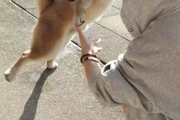 妹が家に遊びに来た結果→犬が大喜びして…「ヤホォォイって聞こえてくるｗ」「可愛いダンス」変なポーズで熱烈歓迎をする光景に1万いいね集まる