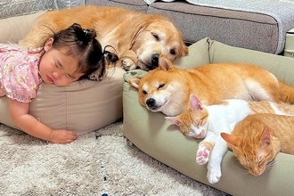 新しい『犬用ベッド』を買った結果→猫と2歳の女の子も興味津々になって…幸せすぎる『みんなでおねんねする光景』が38万再生「疲れ吹き飛んだ」