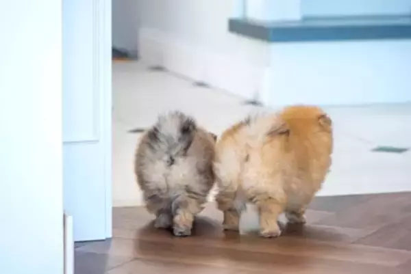 犬の『お尻』でわかる4つの心理　愛犬の仕草や行動を見極めて気持ちを知ろう