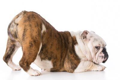 犬の『お尻』でわかる4つの心理　愛犬の仕草や行動を見極めて気持ちを知ろう