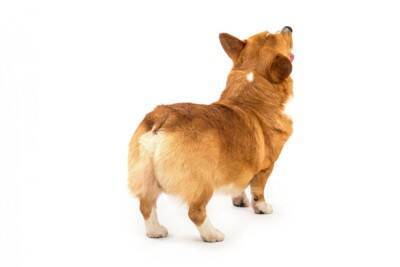 犬の『お尻』でわかる4つの心理　愛犬の仕草や行動を見極めて気持ちを知ろう