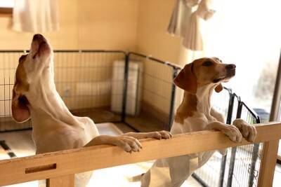 犬が『直立』するときの心理6つ　起こりうるトラブルや正しい対処法も解説