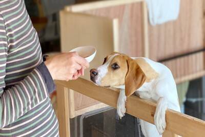 犬が『直立』するときの心理6つ　起こりうるトラブルや正しい対処法も解説