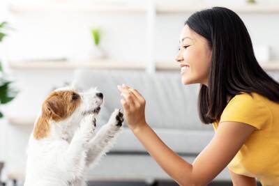 犬が『直立』するときの心理6つ　起こりうるトラブルや正しい対処法も解説