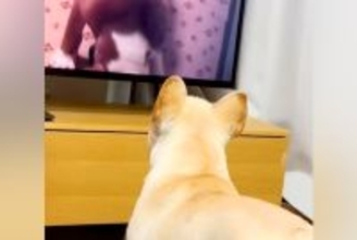 亡くなった先輩犬の映像をテレビで見ていたら、後輩犬が…涙腺崩壊する『まさかの行動』に感動の声続々「泣いちゃったよ…」「会いたいよね」