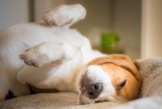 犬が飼い主に『素っ気ない』ときの心理5つ　愛犬が冷たい態度をとる理由や適切な対応まで