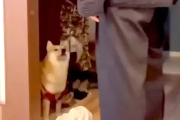 パパが犬に『お留守番をお願いした』結果→完全に言葉を理解して…まさかの『人間すぎる返事の仕方』が29万再生「考えてるの愛おしい…」と絶賛