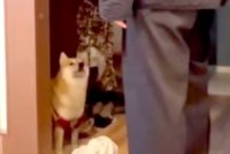 パパが犬に『お留守番をお願いした』結果→完全に言葉を理解して…まさかの『人間すぎる返事の仕方』が29万再生「考えてるの愛おしい…」と絶賛