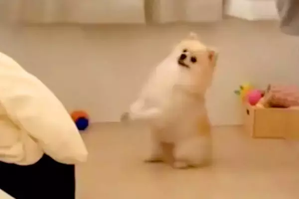 犬が一生懸命『お願いのポーズ』をするので、何かと思って近づいたら…『まさかの光景』が84万再生「懐かしいｗｗ」「うちにあるからあげたい」