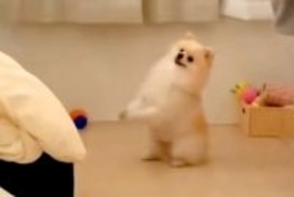 犬が一生懸命『お願いのポーズ』をするので、何かと思って近づいたら…『まさかの光景』が84万再生「懐かしいｗｗ」「うちにあるからあげたい」