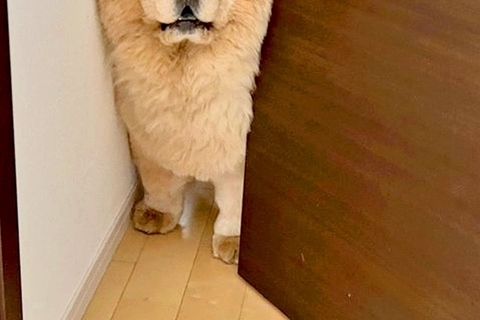 『オットセイのような声』が聞こえたので見に行った結果→犬がドアで困り果てていて…まさかの光景と表情に2万いいね「絶望ｗｗ」「切ない目」