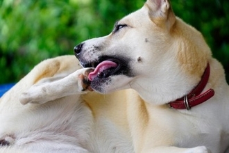 犬が『肉球を舐めてしまう』理由3つ　止めさせる方法や処置が必要な症状まで