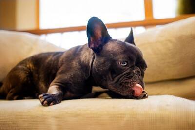 犬が『肉球を舐めてしまう』理由3つ　止めさせる方法や処置が必要な症状まで