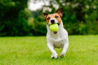 『元気すぎる犬種』3選　とにかく運動が大好きなワンコの特徴や満足させる遊ばせ方まで