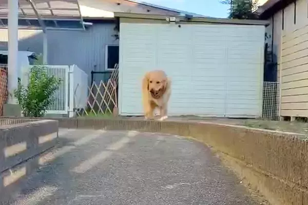 「全然動いてないｗｗ」庭で大型犬とボール遊びをした結果→『咥えて持ってくる』と思いきや…まさかの『ずる賢すぎる行動』に反響「頭いいね」
