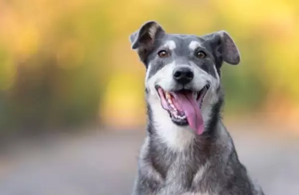 犬を『幸せにすることができる人』の特徴7選　今日からできる愛犬の幸福度を高める方法とは？