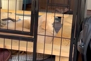 生後1ヶ月半の赤ちゃん犬→起きたら『母犬』が見当たらず、悲しくなってしまい…とんでもなく愛おしい光景が82万再生「人間の子供みたいｗ」