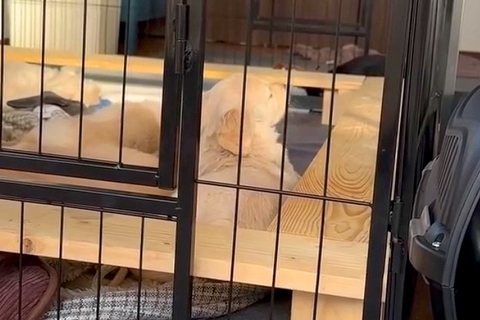 生後1ヶ月半の赤ちゃん犬→起きたら『母犬』が見当たらず、悲しくなってしまい…とんでもなく愛おしい光景が82万再生「人間の子供みたいｗ」