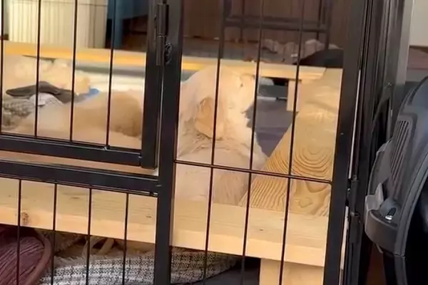 生後1ヶ月半の赤ちゃん犬→起きたら『母犬』が見当たらず、悲しくなってしまい…とんでもなく愛おしい光景が82万再生「人間の子供みたいｗ」