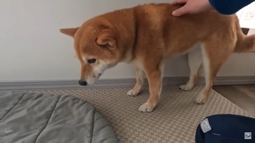 大寒波到来で-34℃…柴犬が苦手な防寒具フル装備で散歩に行く姿が19万再生「明らかに嫌そうで可愛いｗ」「想像を絶する寒さ」の声