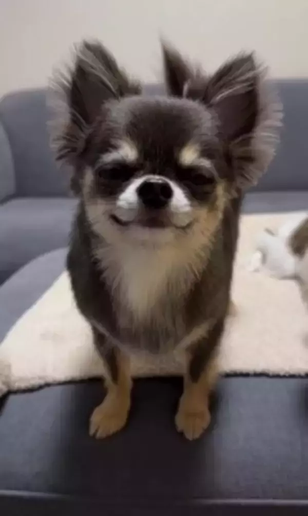 チワワの笑顔が『奇跡的に可愛い』と657万再生…まるでマンガのようなニコニコ顔に「天使の微笑み」「ずっと見てたい」海外からも絶賛