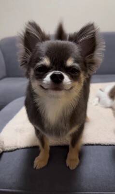 チワワの笑顔が『奇跡的に可愛い』と657万再生…まるでマンガのようなニコニコ顔に「天使の微笑み」「ずっと見てたい」海外からも絶賛