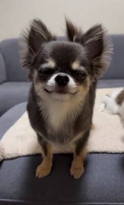 チワワの笑顔が『奇跡的に可愛い』と657万再生…まるでマンガのようなニコニコ顔に「天使の微笑み」「ずっと見てたい」海外からも絶賛